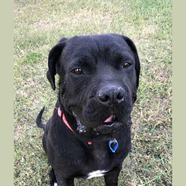 Photo of Julie *$350 Adoption Fee*