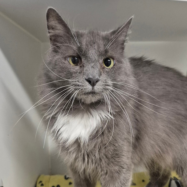 Photo of Lady Grey 