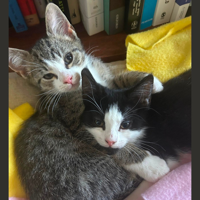 Photo of Olivia Benson & Elliot 