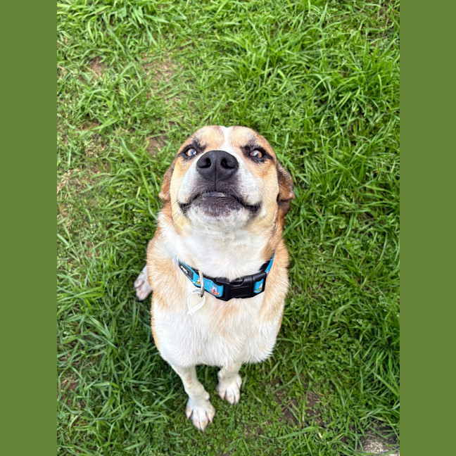 Photo of Benji