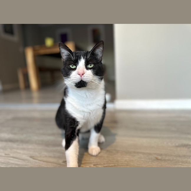 Photo of Batman