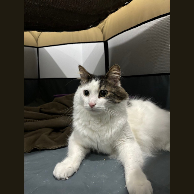 Photo of Patch