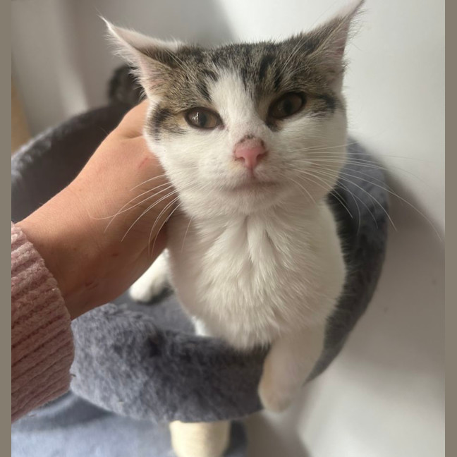 Photo of 🩷 Hattie 🩷