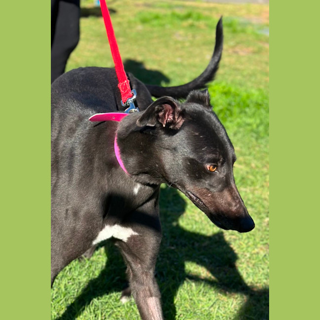 Photo of Betty Clover