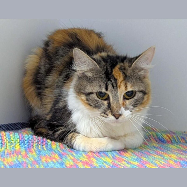 Photo of Peaches