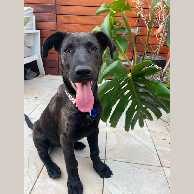 Photo of Toto   5 Month Old German Shepherd X