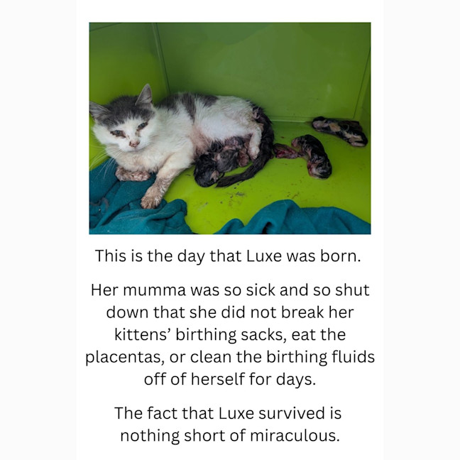 Photo of Luxe