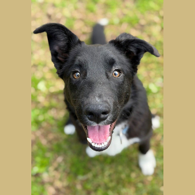 Photo of Rex