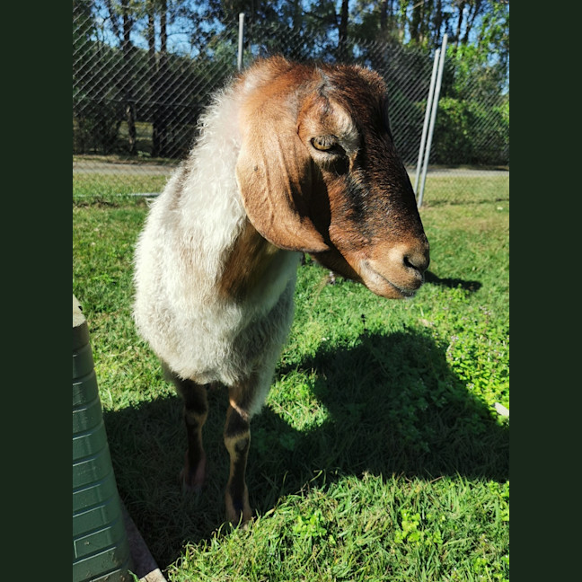 Photo of Cocoa