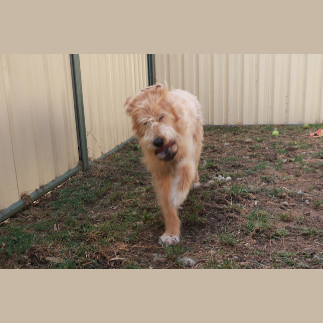 Photo of Texie Bear