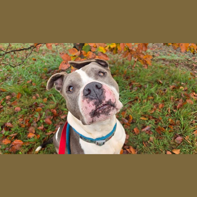 Photo of Koda