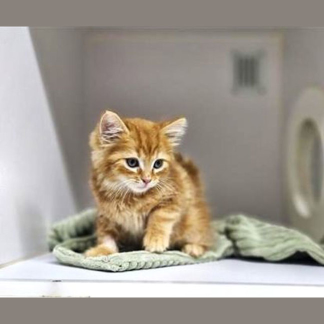 Photo of Nemo