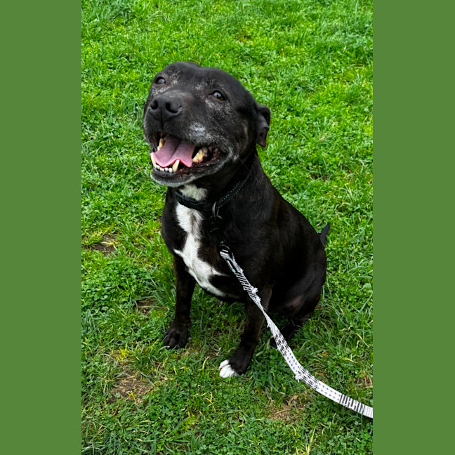 Photo of Luna (63924)