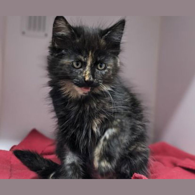 Photo of Custard