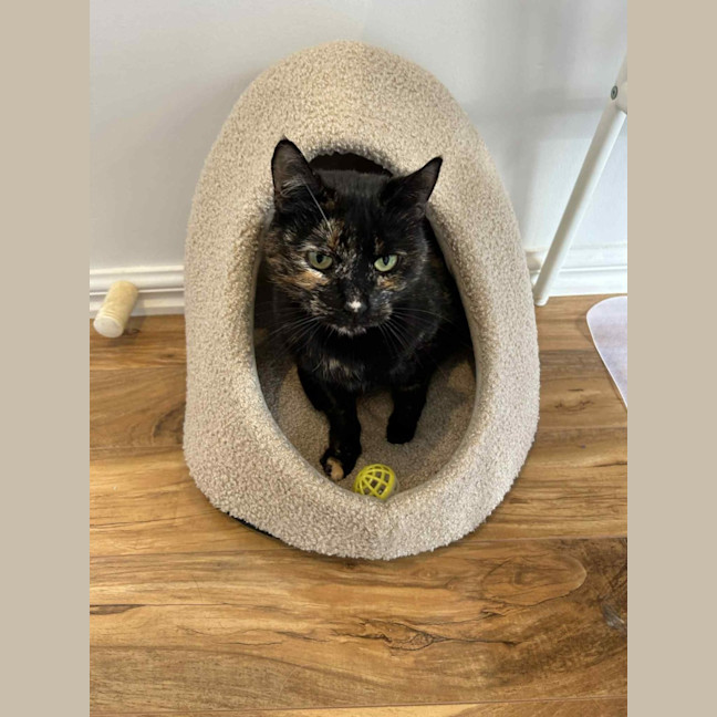 Photo of Emilia * 9 Lives Project Rescue*