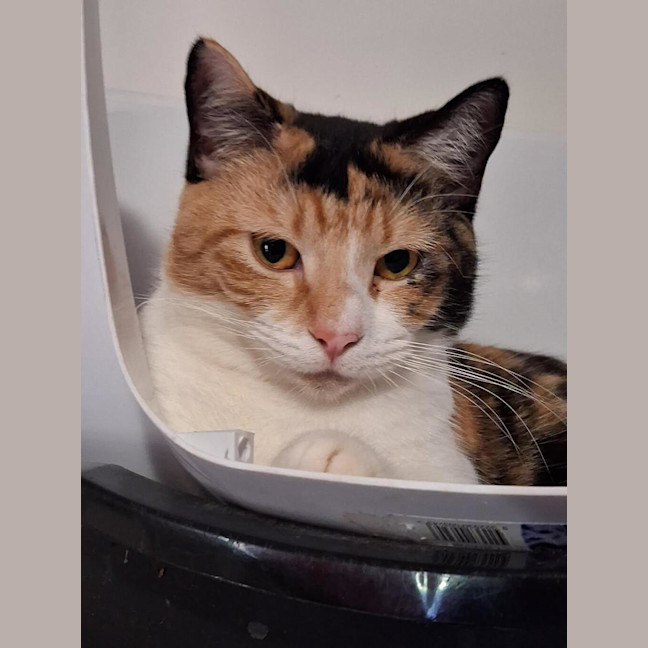 Photo of Salsa