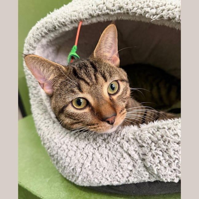 Photo of Starsky (Bonded With Hutch)