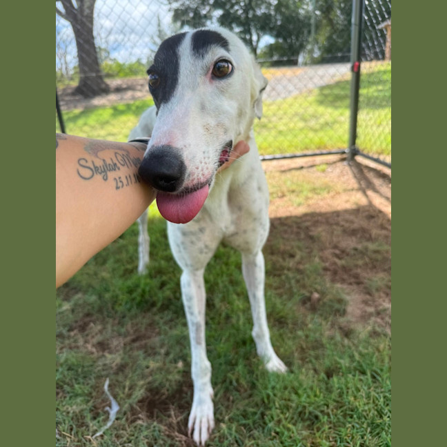 Photo of Patch