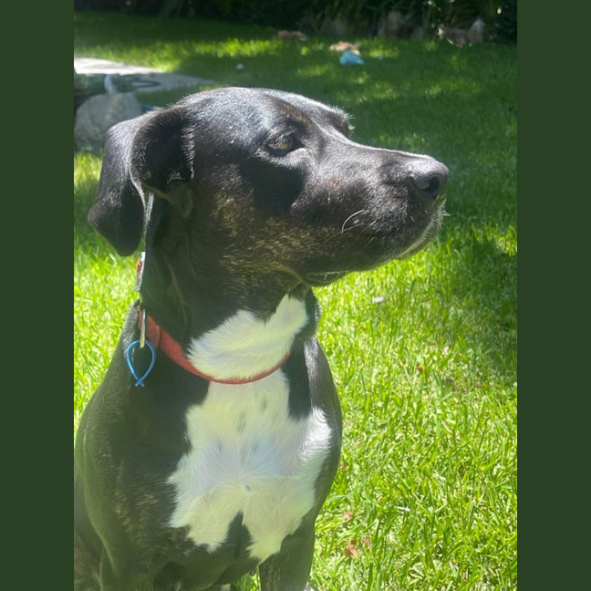 Photo of Sasha *$250 Adoption Fee*