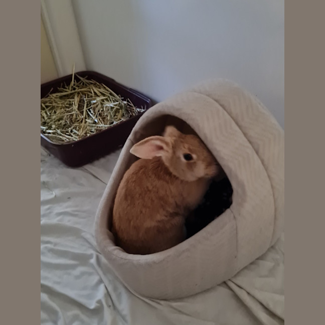 Photo of Yoghurt And Yum Cha