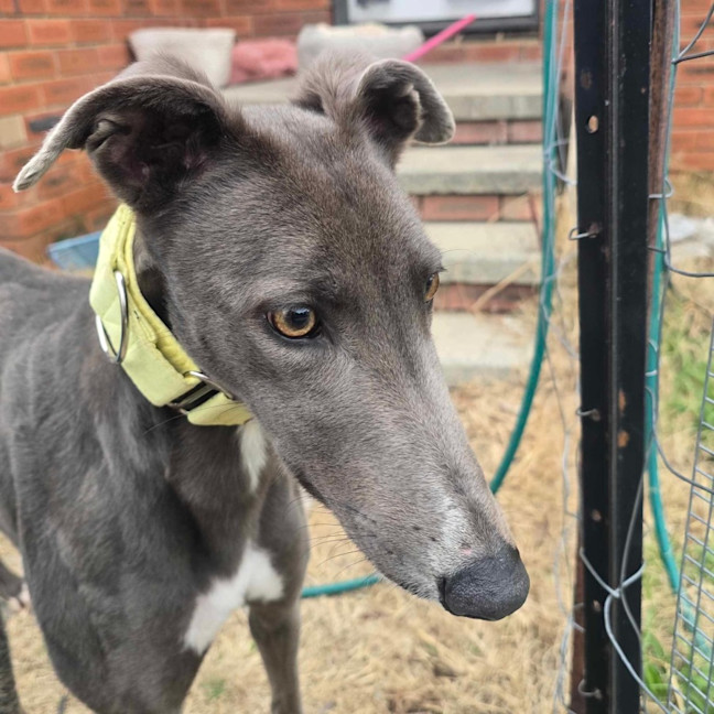 Photo of Sky The Greyhound 