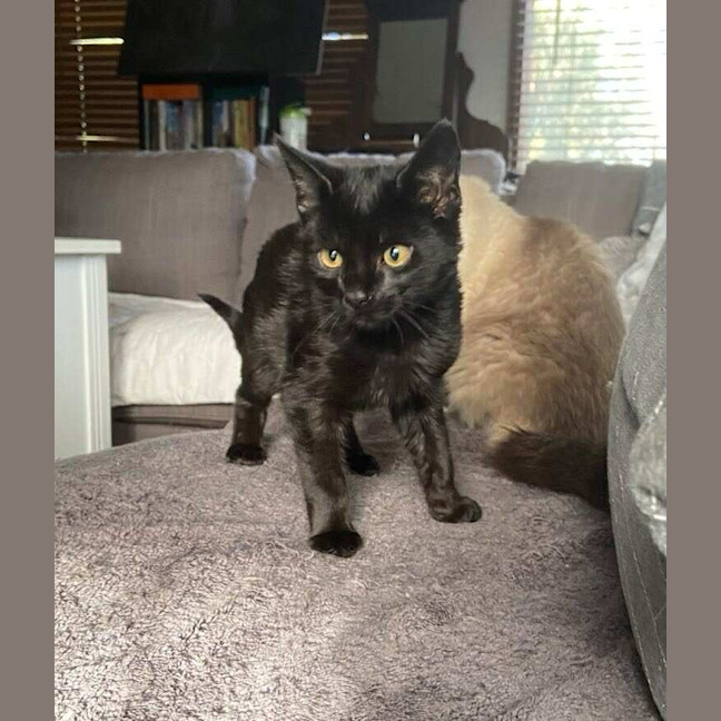 Photo of Pickles
