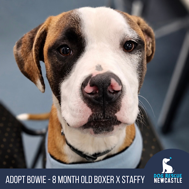 Photo of Bowie   8 Month Old Boxer X Staffy