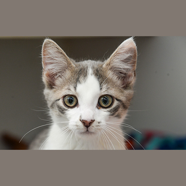 Photo of Honey