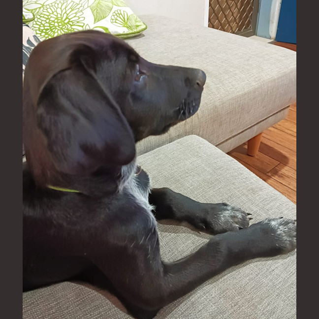 Photo of Coco