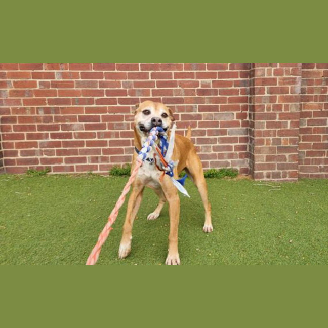 Photo of Sadie