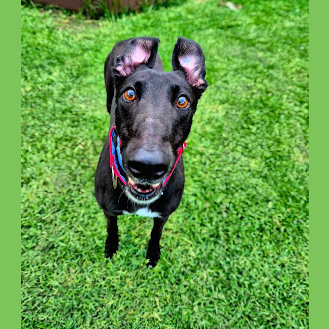 Photo of Clover, The Cat Friendly Greyhound