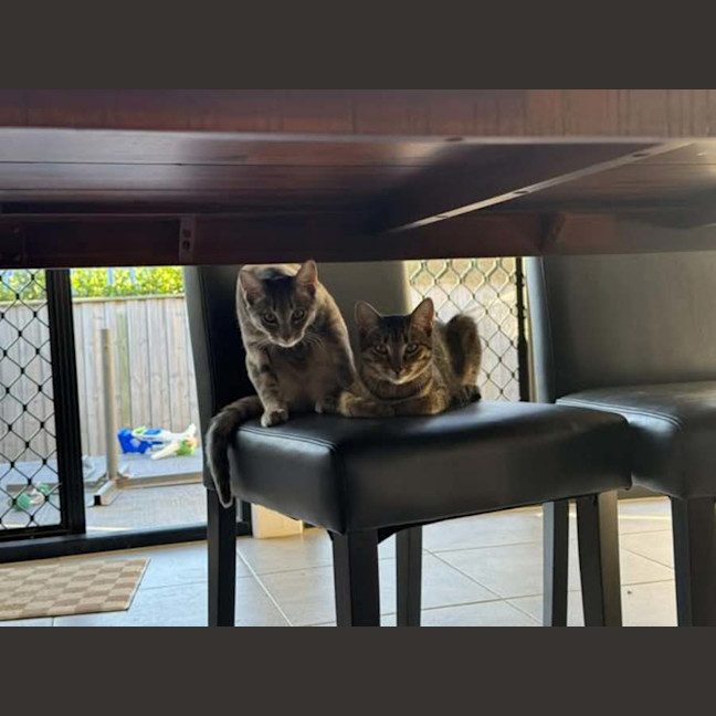 Photo of Cupcake And Muffin 