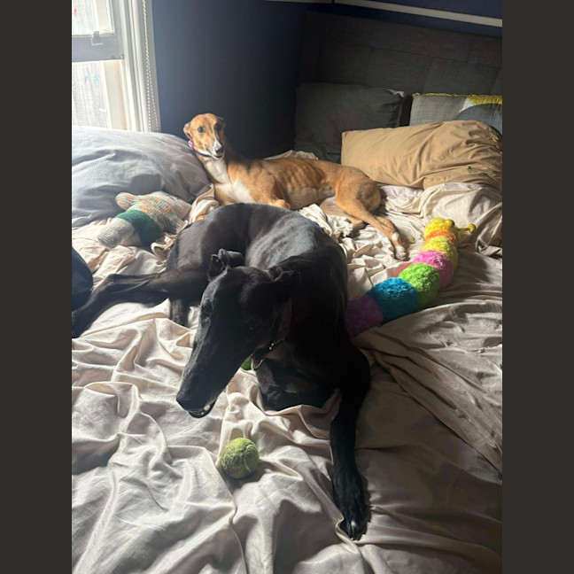 Photo of Cindy Lou Who