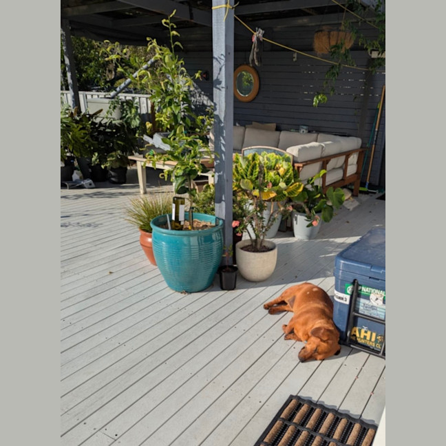 Photo of Nelly 🌼  18 Month Old Dachshund X