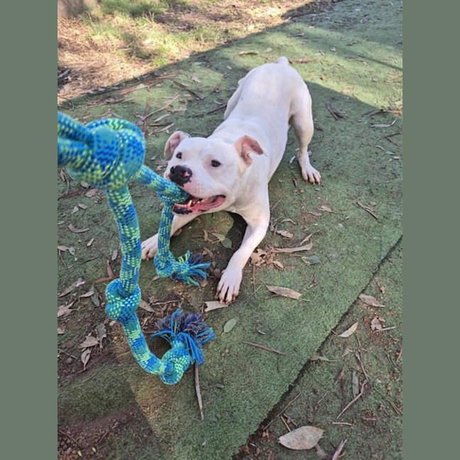 Photo of Casper
