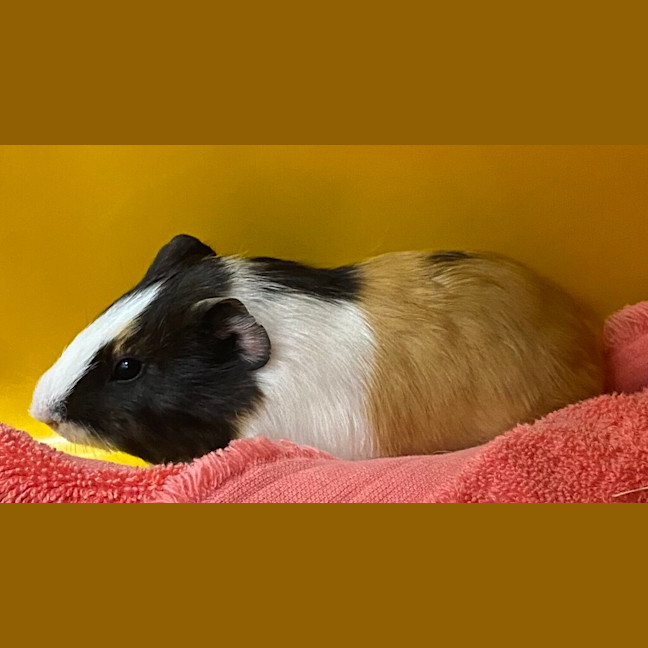 Photo of Stewie