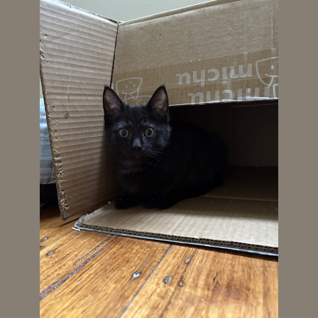 Photo of Velvet