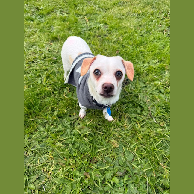 Photo of Slinky