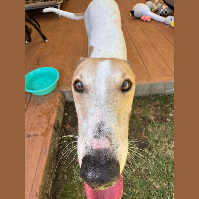 Photo of Cleo, The Greyhound