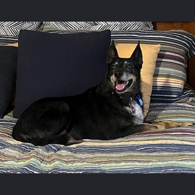 Photo of Jessica   6 Year Old Kelpie X Cattle Dog