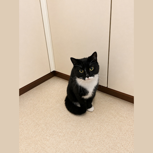 Photo of Cookie