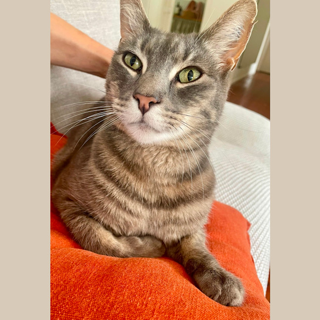 Photo of Nikko