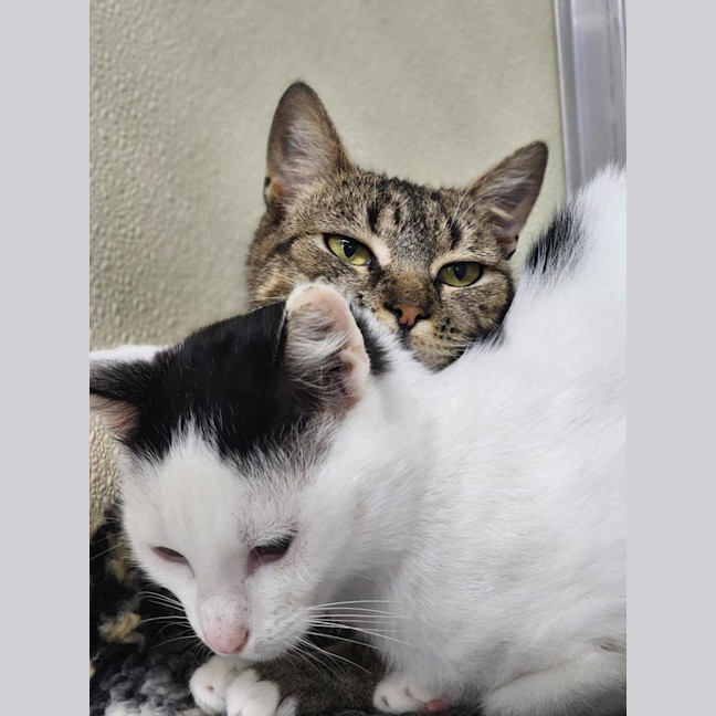 Photo of 🎈 Alba 6618 🎈