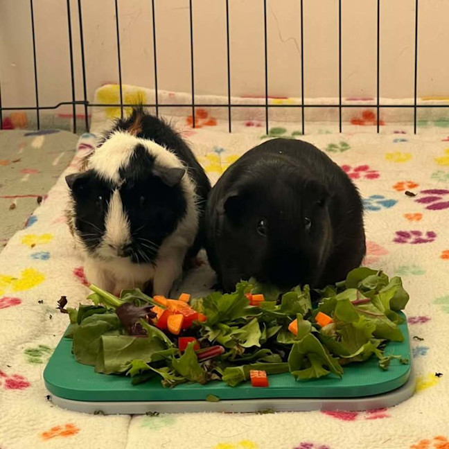 Photo of Lily & Piper