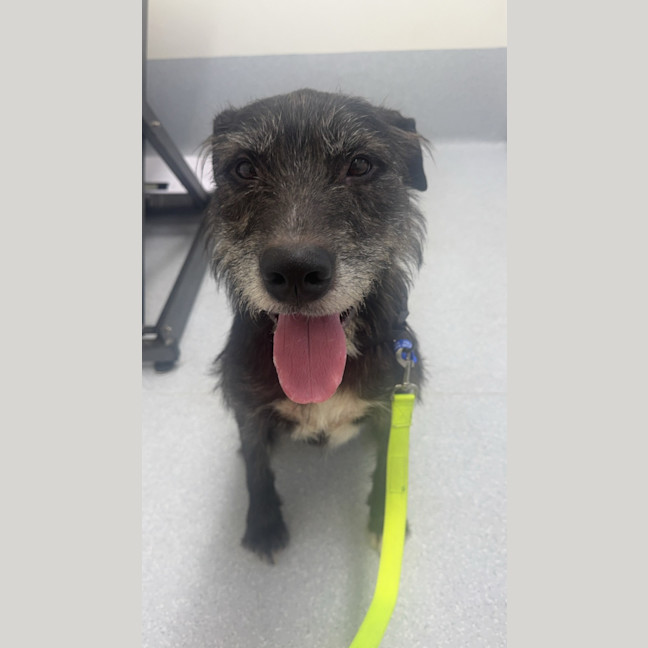 Photo of Kenny   4 Year Old Wolfhound X