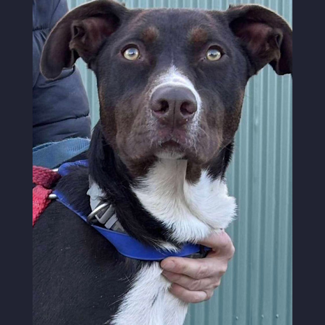 Photo of Denver