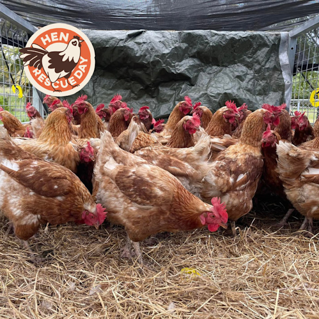 Photo of Rescue Hens