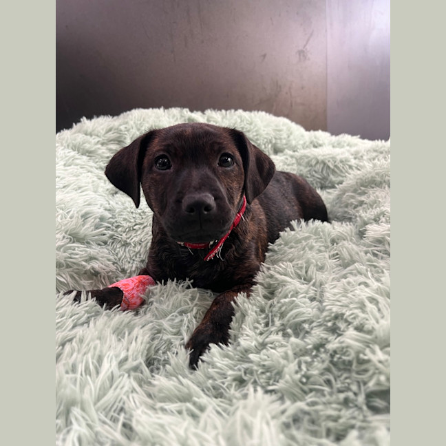 Photo of Mocha