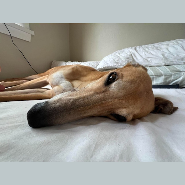 Photo of Willow, The Greyhound