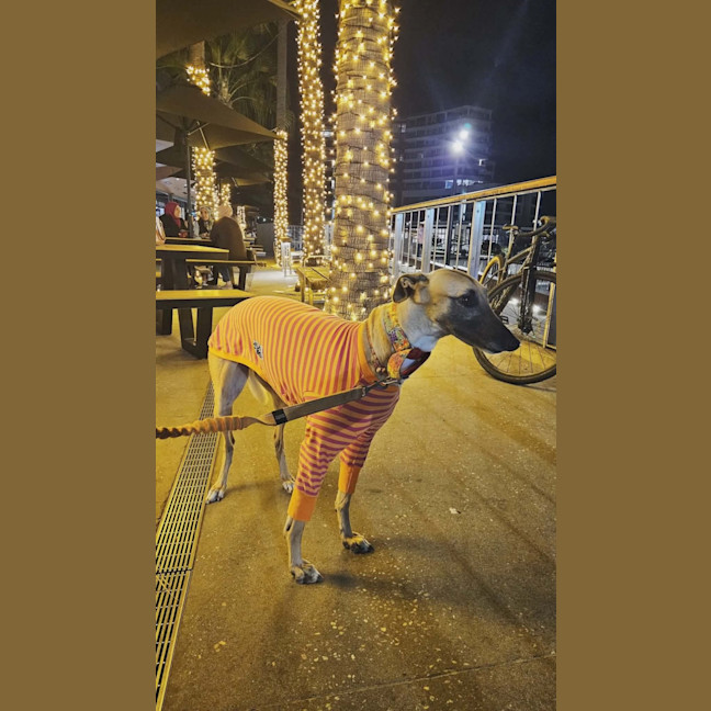 Photo of Bella, The Greyhound